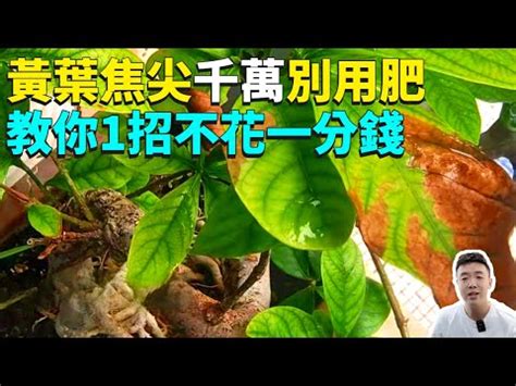 尖葉植物風水|【尖葉植物 風水】尖葉植物放大招！10大開運化煞風水植物報到